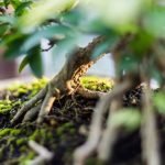 Quando Fertilizzare Il Bonsai Scopri quando fertilizzare il bonsai per garantirne la salute e la bellezza