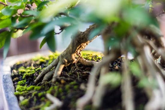 Quando Fertilizzare Il Bonsai 1 Scopri quando fertilizzare il bonsai per garantirne la salute e la bellezza