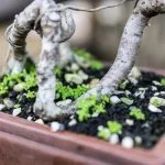 Scopri come dare una forma al bonsai con questi semplici consigli pratici