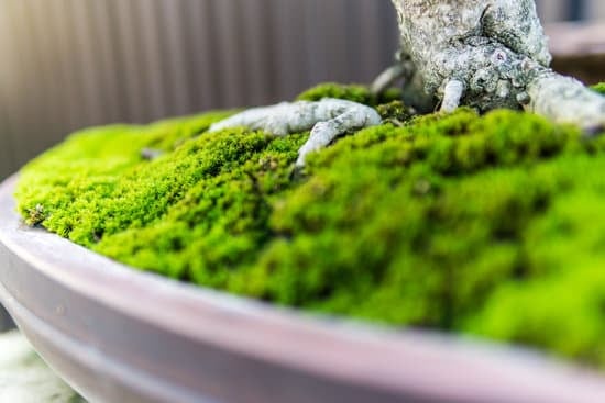 Scopri i migliori negozi di bonsai tra Viareggio e Lido di Camaiore