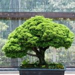 Quale Il Significato Di Bonsai Scopri il significato di Bonsai: arte giapponese di coltivare alberi in miniatura attraverso tecniche di potatura