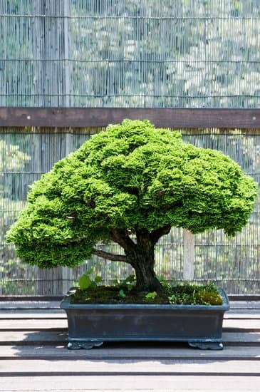 Quale Il Significato Di Bonsai 1 Scopri il significato di Bonsai: arte giapponese di coltivare alberi in miniatura attraverso tecniche di potatura