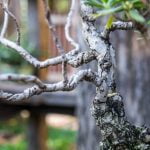 Scegli una base naturale adatta per il bonsai, come la pietra o il legno