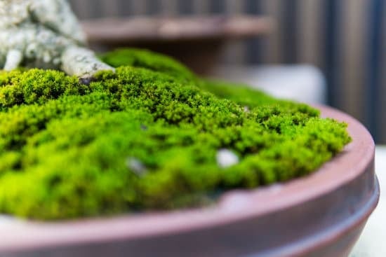 Scopri quando concimare bonsai per favorirne la crescita sana e rigogliosa