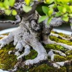 Quanto Costano Gli Alberelli Bonsai Scopri i prezzi degli alberelli bonsai e risparmia con le offerte speciali