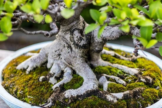 Scopri i prezzi degli alberelli bonsai e risparmia con le offerte speciali