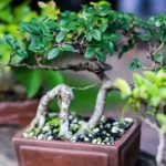 Guida su come far sviluppare in fretta un bonsai di Taxodium