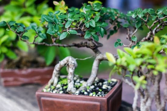 Guida su come far sviluppare in fretta un bonsai di Taxodium
