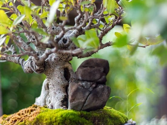Dove annaffiare bonsai: guida pratica per cura ottimale