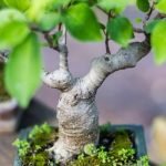 Come Recuperare Il Bonsai I segreti su come recuperare il bonsai: guida pratica per cura e ripristino