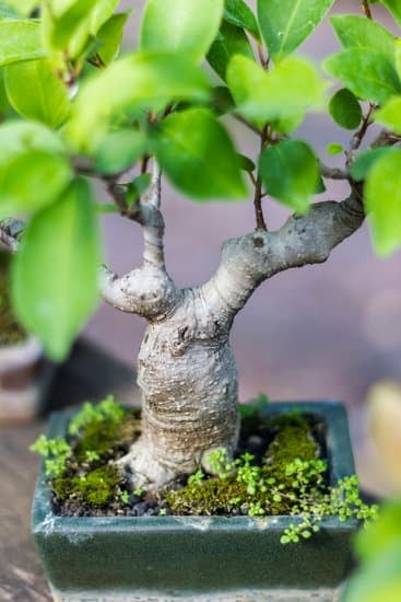 Come Recuperare Il Bonsai 1 I segreti su come recuperare il bonsai: guida pratica per cura e ripristino