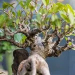 Scopri come curare un bonsai malato: consigli e rimedi naturali per la cura dei bonsai