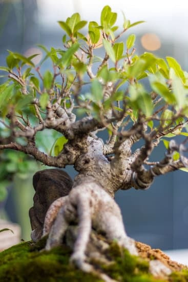 Come Curare Un Bonsai Malato 11 Scopri come curare un bonsai malato: consigli e rimedi naturali per la cura dei bonsai