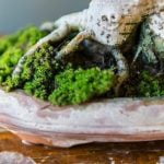 Come Togliere Un Ramo Grosso Bonsai Ginepro Guida pratica per rimuovere un ramo grosso dal bonsai ginepro