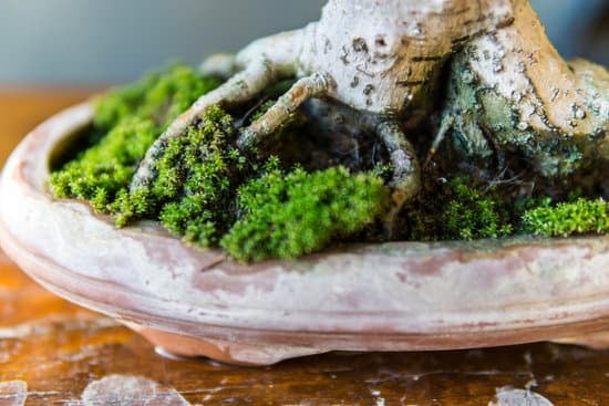 Come Togliere Un Ramo Grosso Bonsai Ginepro 3 Guida pratica per rimuovere un ramo grosso dal bonsai ginepro