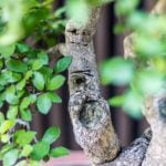 Cosa Fare Quando Il Bonsai Ingiallisce Come gestire quando il bonsai ingiallisce: cure e soluzioni rapide per ritornare alla vitalità del bonsai