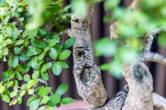 Come gestire quando il bonsai ingiallisce: cure e soluzioni rapide per ritornare alla vitalità del bonsai
