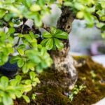 Come Applicare Il Muschio Al Bonsai Guida dettagliata su come applicare il muschio al bonsai per una crescita sana e rigogliosa