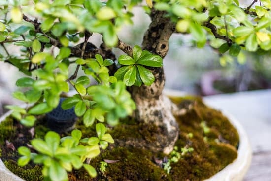 Come Applicare Il Muschio Al Bonsai 1 Guida dettagliata su come applicare il muschio al bonsai per una crescita sana e rigogliosa