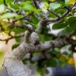 Come Posizionare Un Bonsai in Balcone Come posizionare un bonsai in balcone: consigli per un ambiente ideale per la crescita
