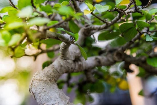 Come Posizionare Un Bonsai in Balcone 1 Come posizionare un bonsai in balcone: consigli per un ambiente ideale per la crescita