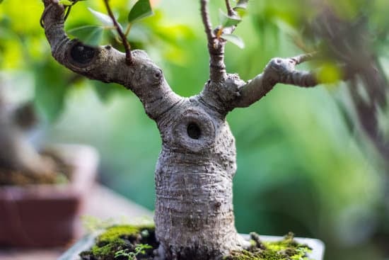 Scopri come fare bonsai di bambù con semplici passaggi e cura