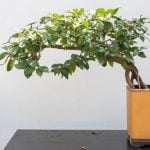 Come Confezionare Bonsai Bomboniera Cresima Scopri come confezionare bonsai bomboniera per la cresima in modo creativo e originale