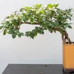 Scopri come confezionare bonsai bomboniera per la cresima in modo creativo e originale