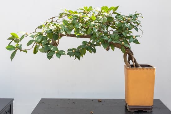 Scopri come confezionare bonsai bomboniera per la cresima in modo creativo e originale