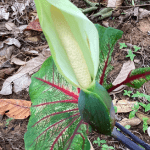 Suggerimenti: Guida pratica su come fare un bonsai in casa; I passi per realizzare un bonsai in casa; Tecnica per coltivare un bonsai in casa