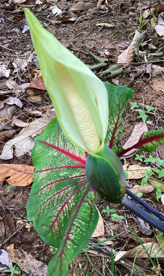 Come Fare Un Bonsai in Casa 1 Suggerimenti: Guida pratica su come fare un bonsai in casa; I passi per realizzare un bonsai in casa; Tecnica per coltivare un bonsai in casa