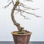 Quando Si Da Il Concime Dopo La Semina Del Bonsai Quando si dà il concime dopo la semina del bonsai Scopri i migliori tempi nella cura del tuo bonsai
