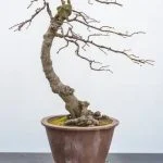 Quando si dà il concime dopo la semina del bonsai Scopri i migliori tempi nella cura del tuo bonsai