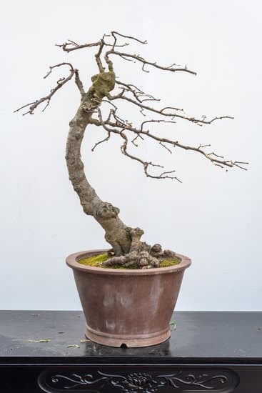 Quando Si Da Il Concime Dopo La Semina Del Bonsai 1 Quando si dà il concime dopo la semina del bonsai Scopri i migliori tempi nella cura del tuo bonsai