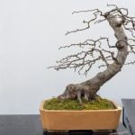Come Fare Un Bonsai Di Rosa Guida passo passo: Come fare un bonsai di rosa