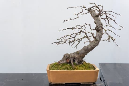 Come Fare Un Bonsai Di Rosa 1 Guida passo passo: Come fare un bonsai di rosa