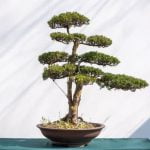 Qual E Il Significato Letterale Della Parola Giapponese Bonsai Scopri il significato letterale di Bonsai, l'arte giapponese del mini alberi in vaso