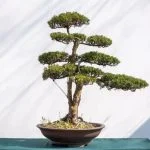 Scopri il significato letterale di Bonsai, l'arte giapponese del mini alberi in vaso