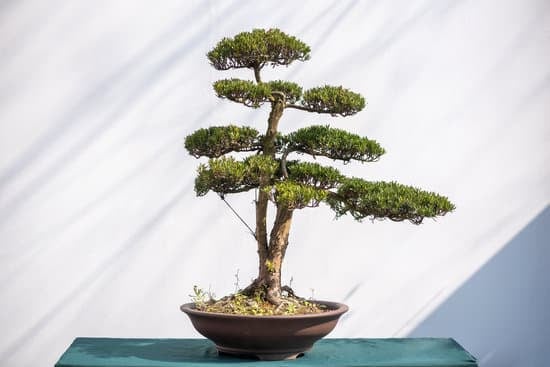 Qual E Il Significato Letterale Della Parola Giapponese Bonsai 1 Scopri il significato letterale di Bonsai, l'arte giapponese del mini alberi in vaso