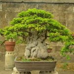 Come Fanno I Bonsai a Sopravvivere Come i bonsai sopravvivono: tecniche di cura e adattamento