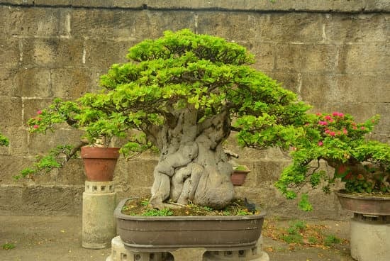 Come Fanno I Bonsai a Sopravvivere 9 Come i bonsai sopravvivono: tecniche di cura e adattamento