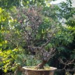 Come Pulire Le Foglie Del Bonsai Utilizza un pennello morbido per pulire le foglie del bonsai e rimuovere la polvere