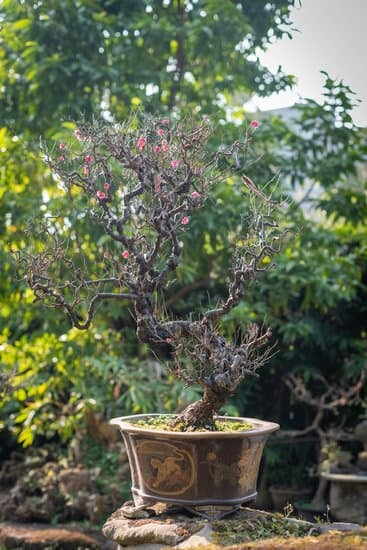 Come Pulire Le Foglie Del Bonsai 1 Utilizza un pennello morbido per pulire le foglie del bonsai e rimuovere la polvere