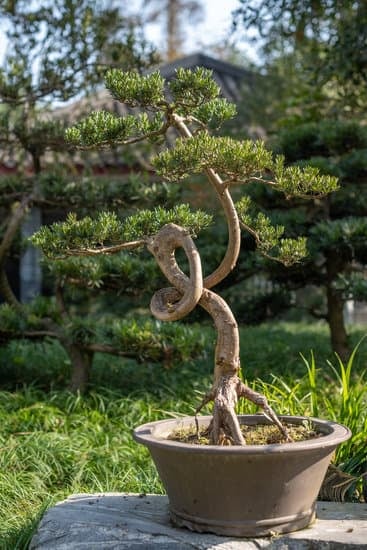 Scopri come tagliare un bonsai radici con precisione e cura