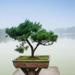 Quanto innaffiare bonsai ficus ginseng: dosaggio regolare per mantenere la giusta umidità