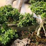 Guida pratica: Come rinvasare il bonsai acero rosso con successo