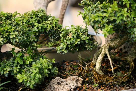 Come Rinvasare Il Bonsai Acero Rosso 1 Guida pratica: Come rinvasare il bonsai acero rosso con successo