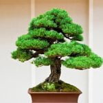 Come Potare Le Radici Ad Un Bonsai Guida dettagliata su come potare le radici di un bonsai per favorire la crescita