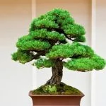 Guida dettagliata su come potare le radici di un bonsai per favorire la crescita