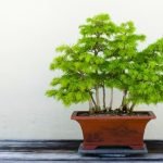 Come Curare Un Ginko Biloba Bonsai I segreti per curare un Ginko Biloba Bonsai: guida pratica e consigli utili